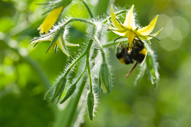 Pollination bumblebees 