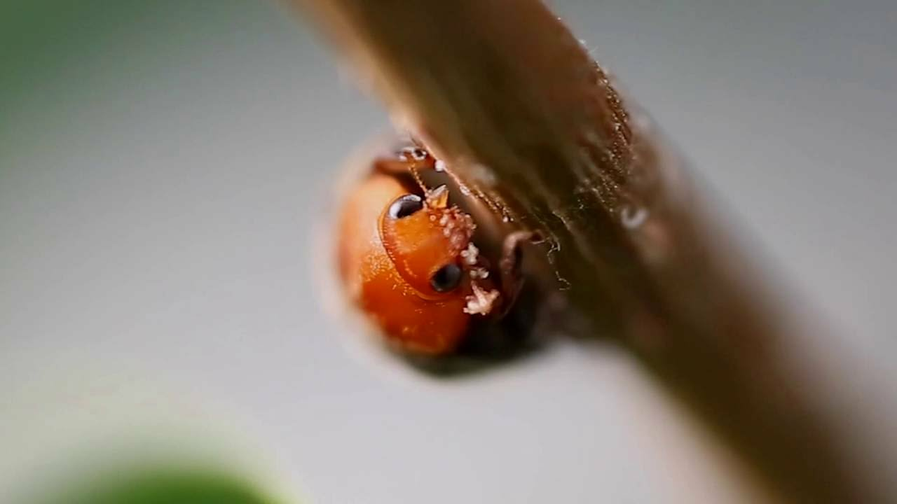 How to use Cryptobug