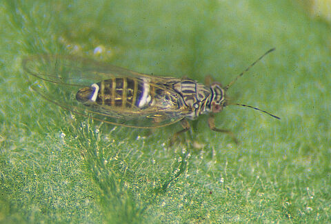 Potato/tomato psyllid