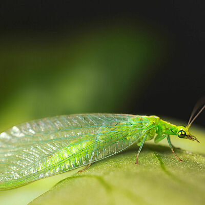 Chrysoperla carnea adult stage