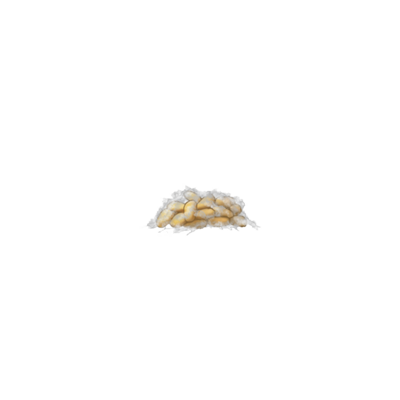 Planococcus citri egg sac with eggs