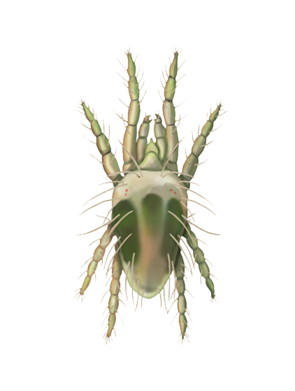 Tetranychus urticae adult male