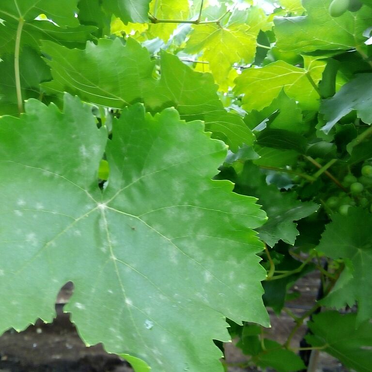 Powdery mildew on grapevine leaves. White, powdery spots on the leaf surface.