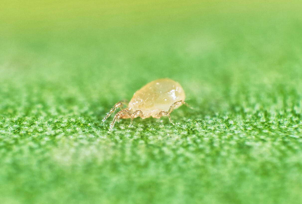Are Thrips Still Bugging You? - Greenhouse Product News