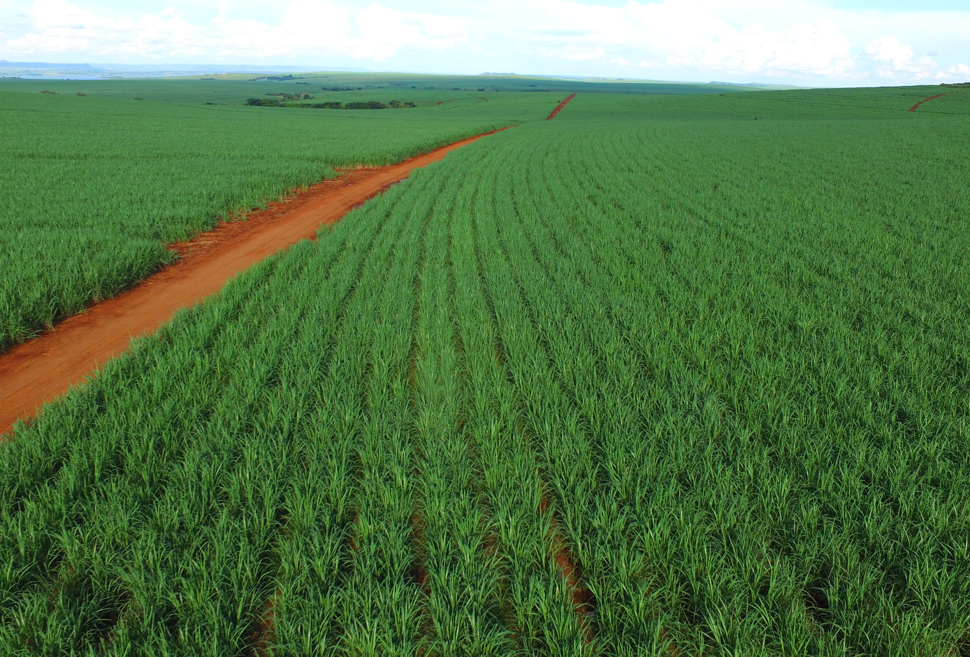 Сахарный тростник в австралии. Плантации сахарного тростника Австралии. Куба сахарный тростник плантации. Плантации сахара. Поле тростника.