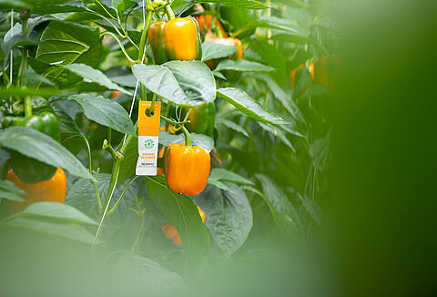 Precautionary measures for product allergies