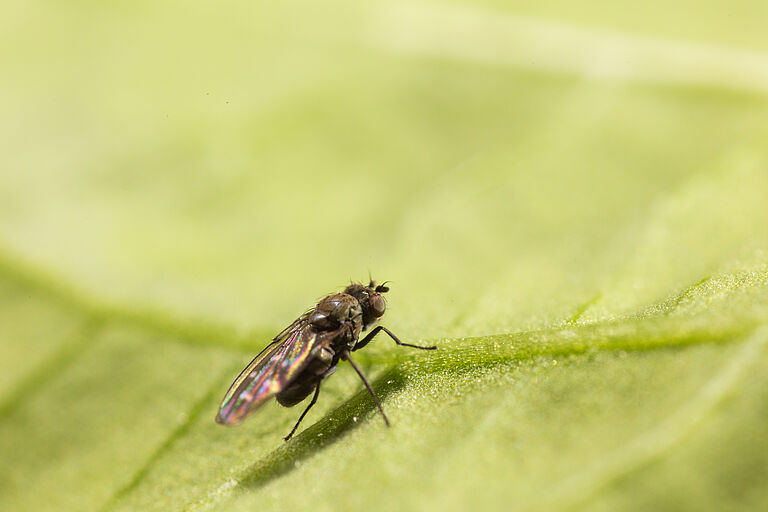 Shore fly Scatella stagnalis Adult
