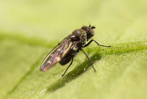 Shore fly