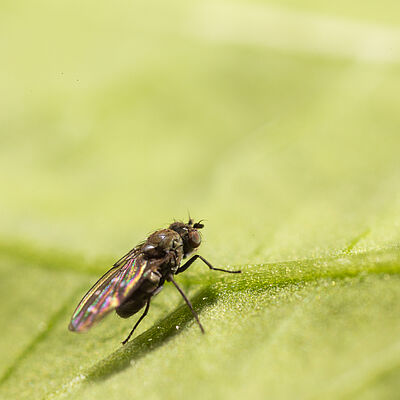 Shore fly Scatella stagnalis Adult