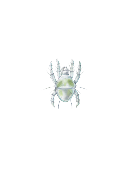 Tetranychus urticae larva