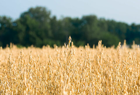 Oat