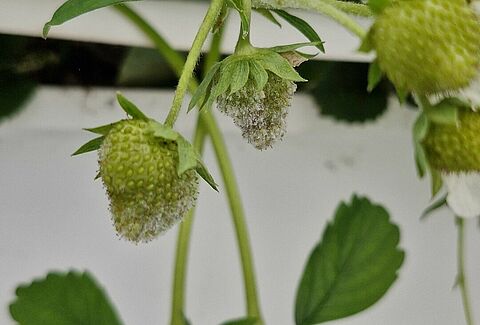 Powdery mildew of strawberry