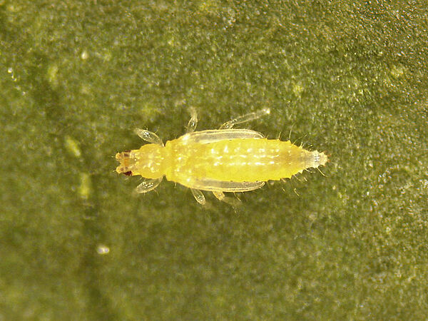 Thrips parvispinus