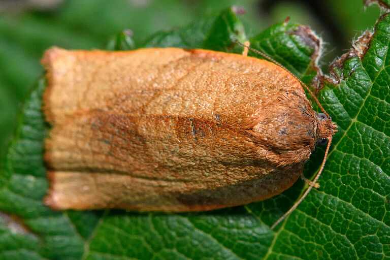 Carnation tortrix Cacoecimorphapronubana Adult stage