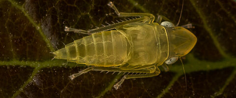 American vine leafhopper