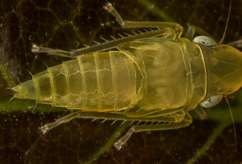 Scaphoideus titanus