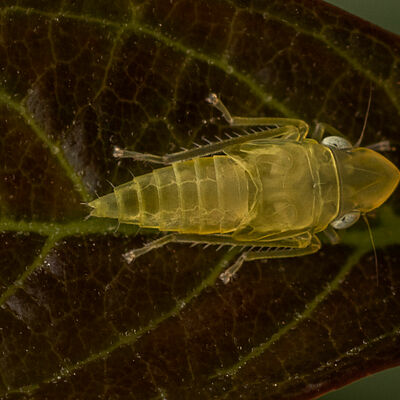The macro shot of the Scaphoideus titanus,  is an insect of the leafhopper family (Cicadellidae).