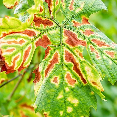 Symptoms of Esca on Merlot leaf. The grapevine trunk diseases