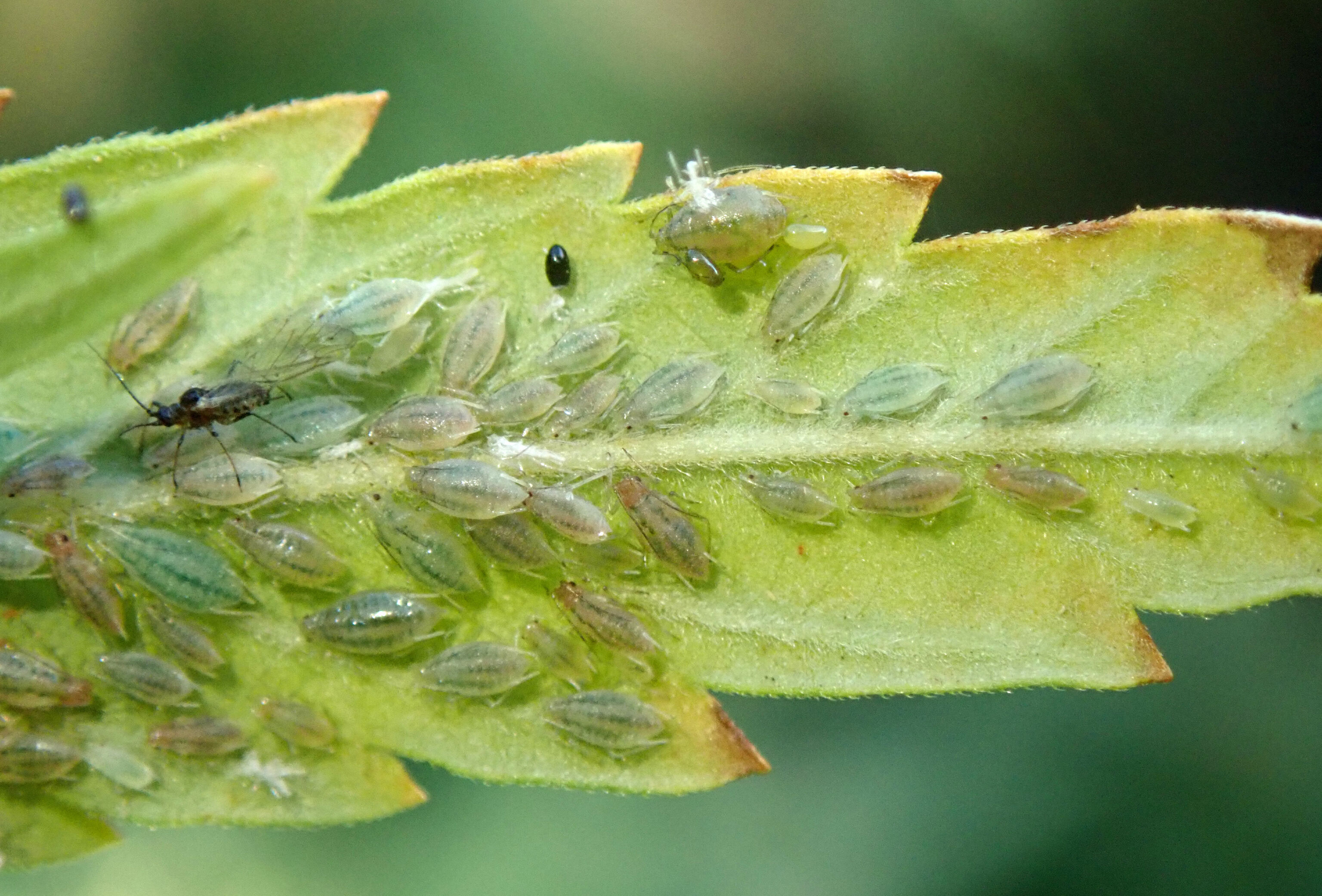 Aphids Cannabis