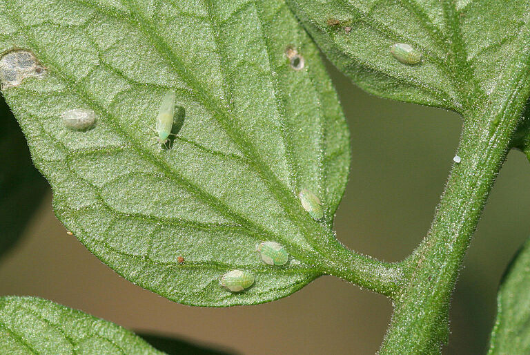 Tomato/Potato Psyllid Bactericera cockerelli Adult and Nymph stages
