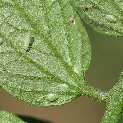 Tomato/Potato Psyllid Bactericera cockerelli Adult and Nymph stages