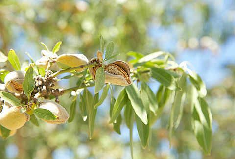 Almond