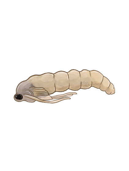 Bradysia paupera pupa