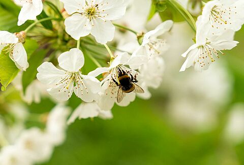 Open field pollination