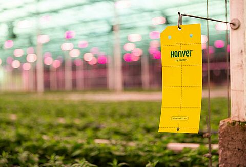 HORIVER – The winner catches ‘em all!