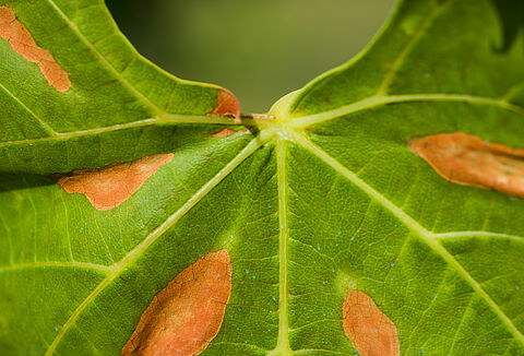 Pierce's disease of grapevine