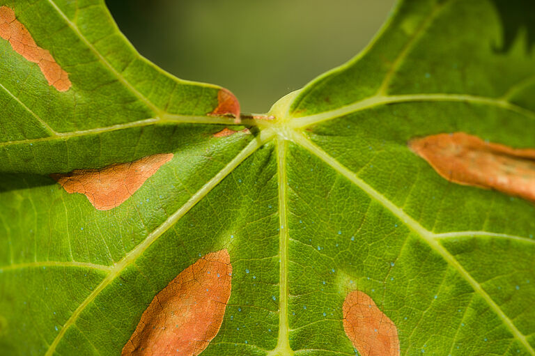 Grape leaf with damage of Pierce's disease of grapevine Xylella fastidiosa