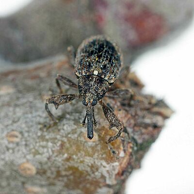 Apple blossom weevil (Anthonomus pomorum) adult