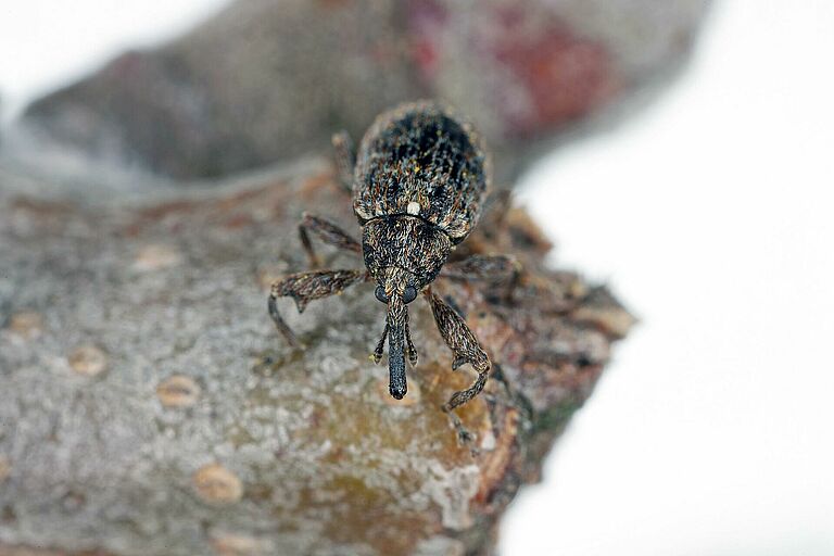 Apple blossom weevil (Anthonomus pomorum) adult