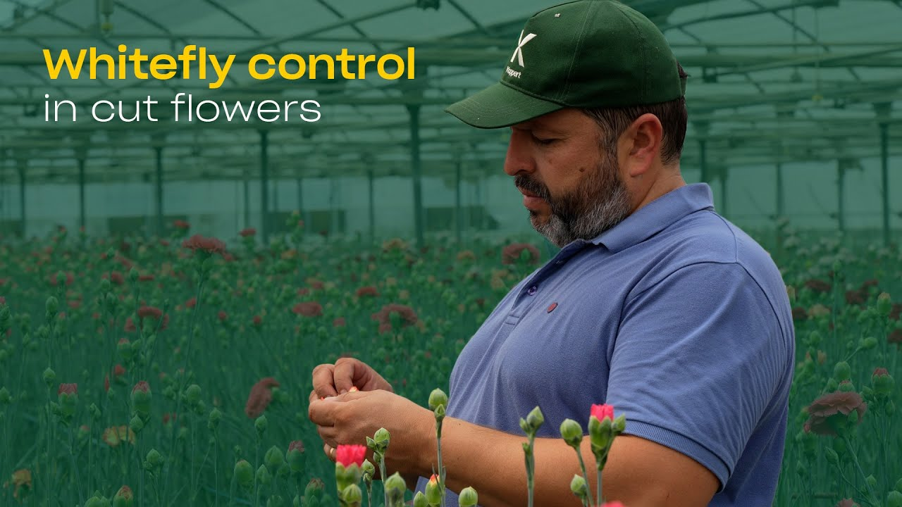 Biological Control of Whitefly with Bio-Insecticide Mycotal (Lecanicillium muscarium)