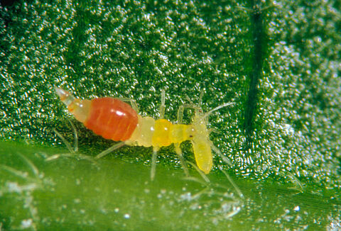 How to tackle the global threat of invasive thrips