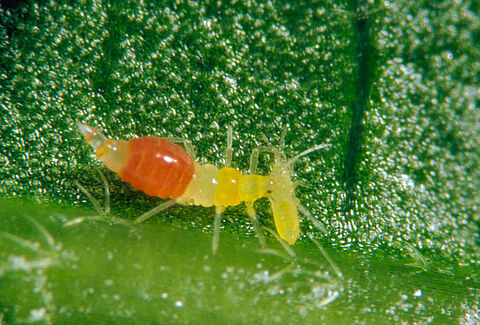 How to tackle the global threat of invasive thrips