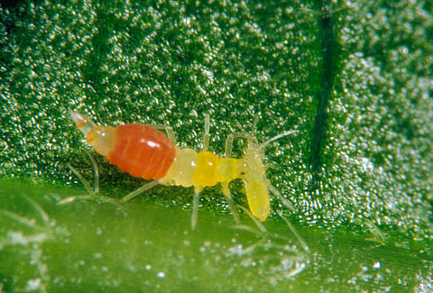 How to tackle the global threat of invasive thrips