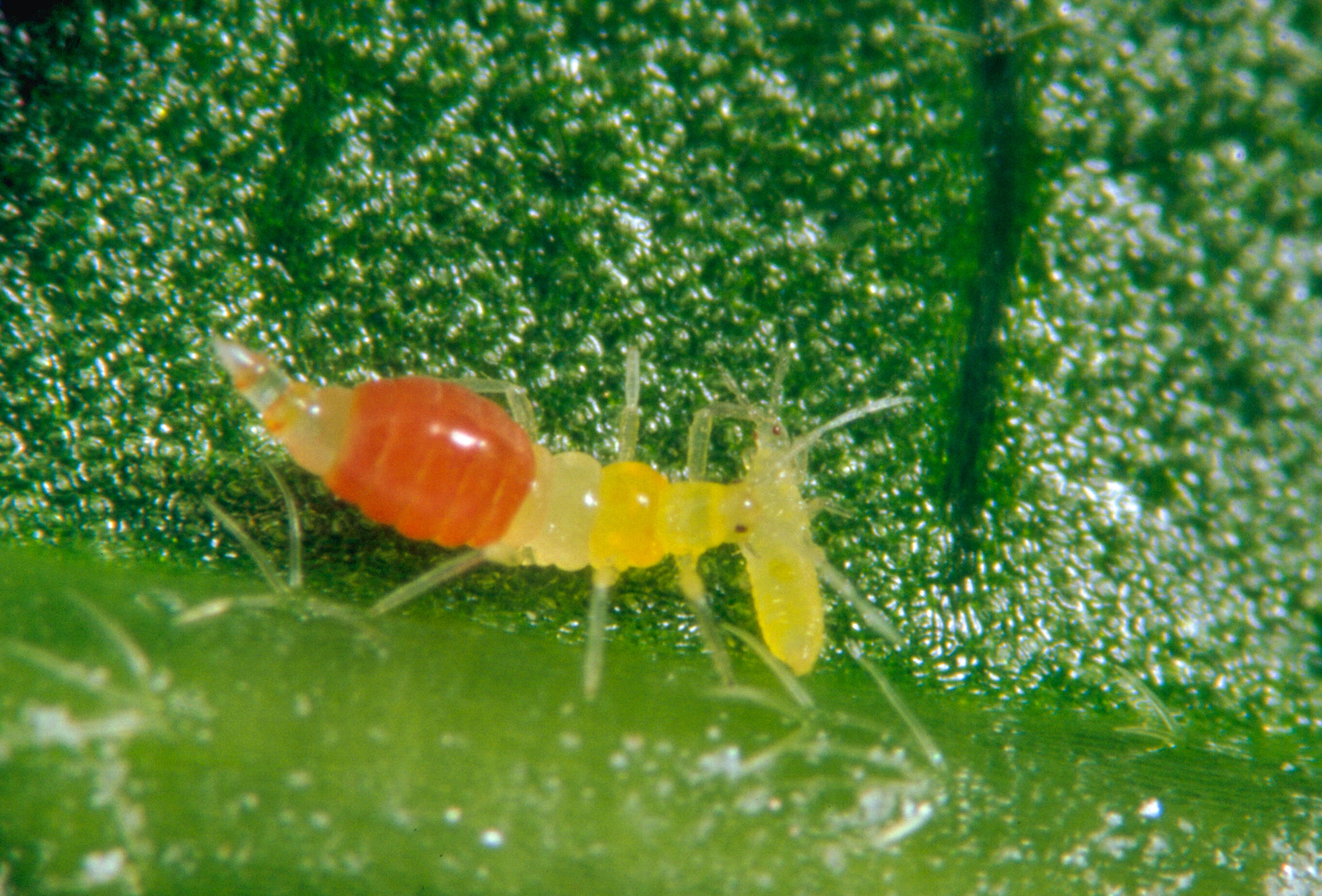 How to tackle the global threat of invasive thrips