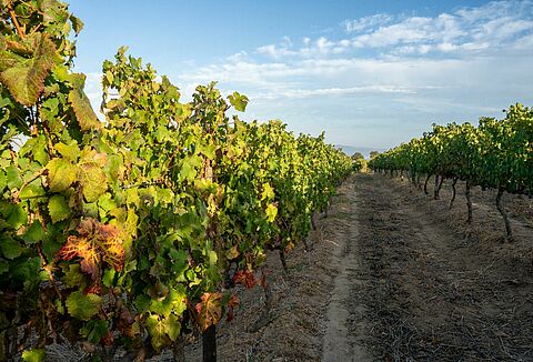 In control of pests in outdoor crops