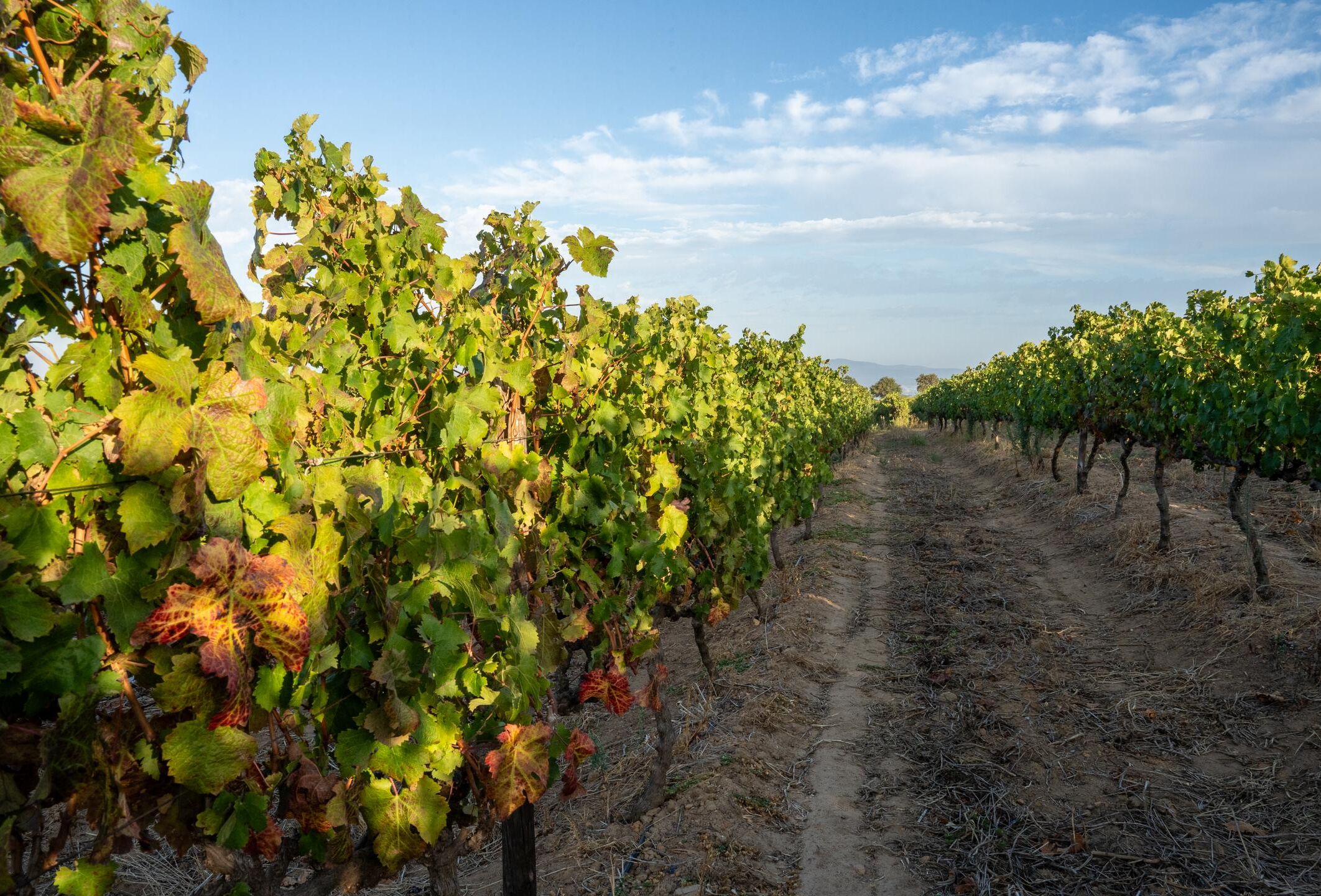 In control of pests in outdoor crops