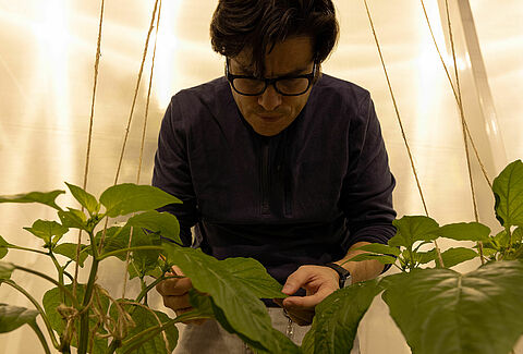 From R&D insights to greenhouse reality