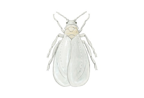 Whitefly