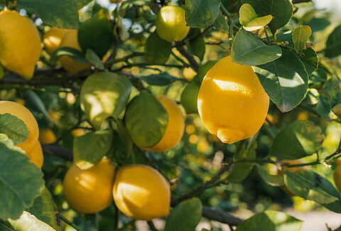 A viable alternative to chemical pesticides: Koppert’s natural enemies effectively control pests in outdoor crops
