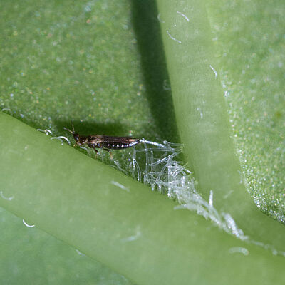Japanese flower thrips Thrips setosus