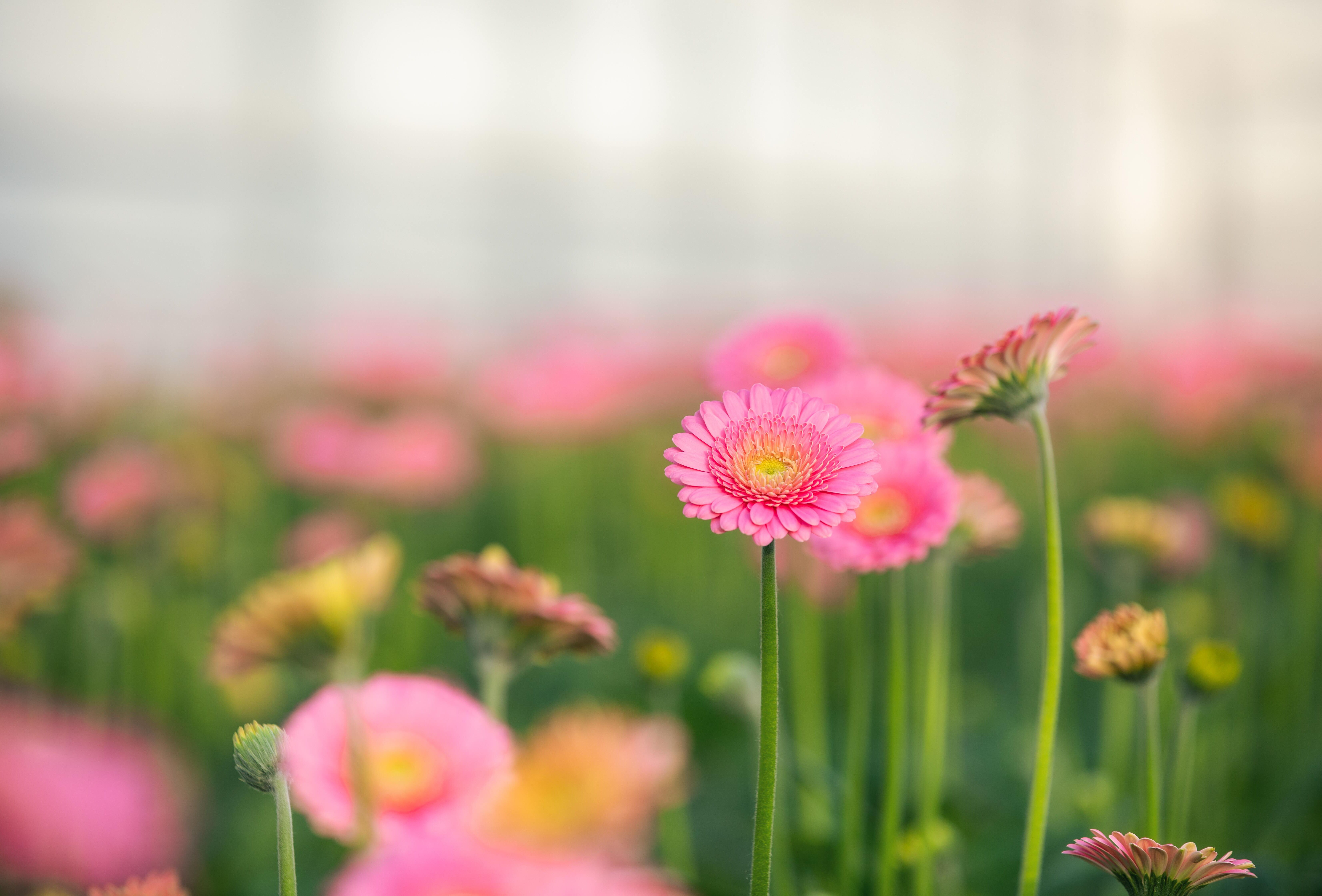 Back at the IPM Essen Trade Fair