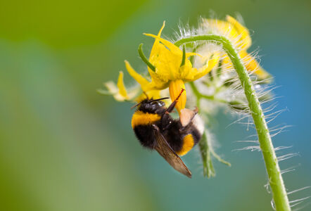 Bumblebees – Keep them cool this summer!