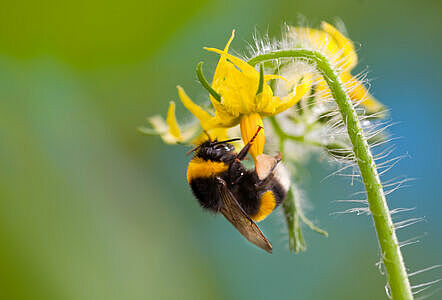 Bumblebees – Keep them cool this summer!