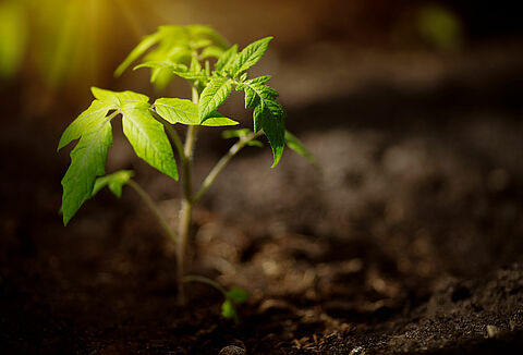 Fit roots for plant health