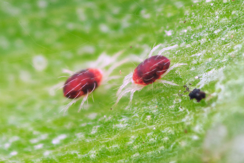 European red spider mite Panonychus ulmi