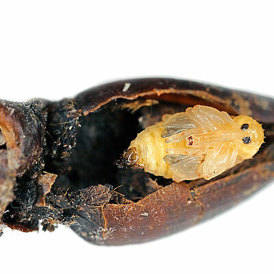 Pear blossom weevil (Anthonomus piri) pupa in flower bud